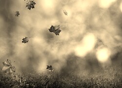 Szary + Sepia
