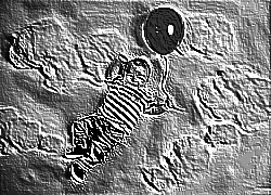 Skamielina