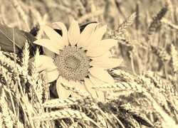 Szary + Sepia