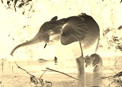 Sepia + Negatyw