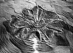 Skamielina