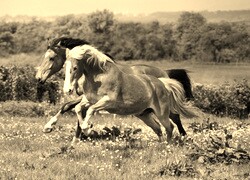 Szary + Sepia