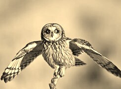 Szary + Sepia