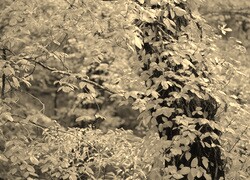 Szary + Sepia