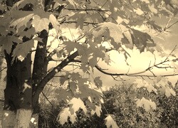 Szary + Sepia