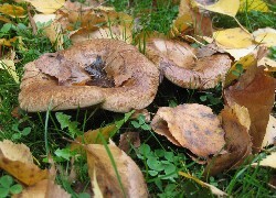 Oryginalny obrazek