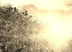 Szary + Sepia