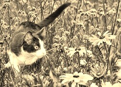 Szary + Sepia