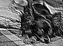 Skamielina