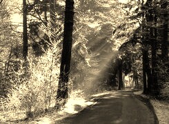 Sepia