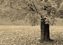 Szary + Sepia
