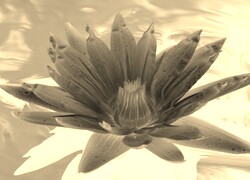 Sepia + Negatyw