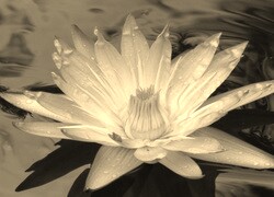Szary + Sepia