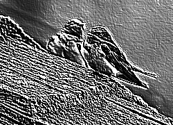 Skamielina