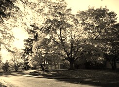 Szary + Sepia