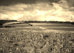 Szary + Sepia