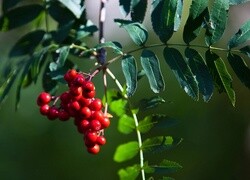 Oryginalny obrazek