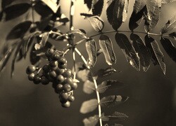 Szary + Sepia