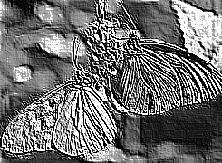 Skamielina
