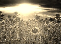 Szary + Sepia