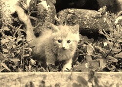 Szary + Sepia