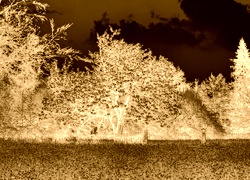 Sepia + Negatyw