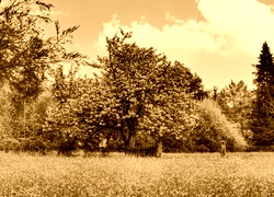 Sepia