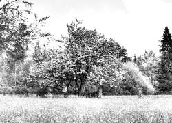 Szary + Sepia