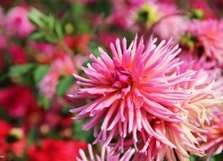 Oryginalny obrazek