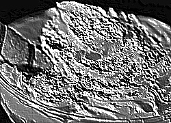 Skamielina