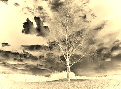 Sepia + Negatyw