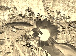 Sepia + Negatyw