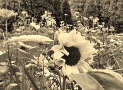 Szary + Sepia