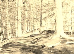 Sepia + Negatyw