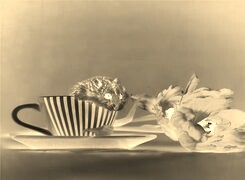 Sepia + Negatyw