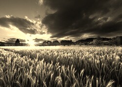 Szary + Sepia