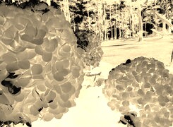 Sepia + Negatyw