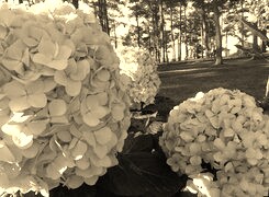 Szary + Sepia