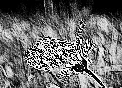 Skamielina