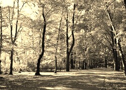 Szary + Sepia