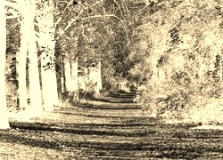 Sepia + Negatyw