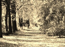 Szary + Sepia