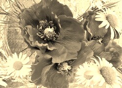 Szary + Sepia