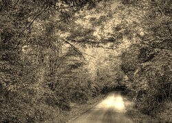 Szary + Sepia