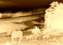 Sepia + Negatyw