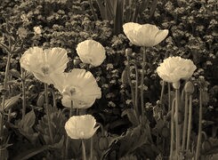 Szary + Sepia