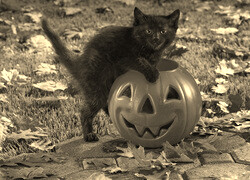 Szary + Sepia