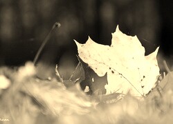 Szary + Sepia