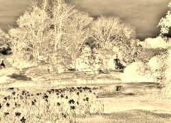Sepia + Negatyw