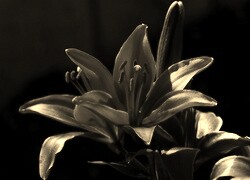 Szary + Sepia